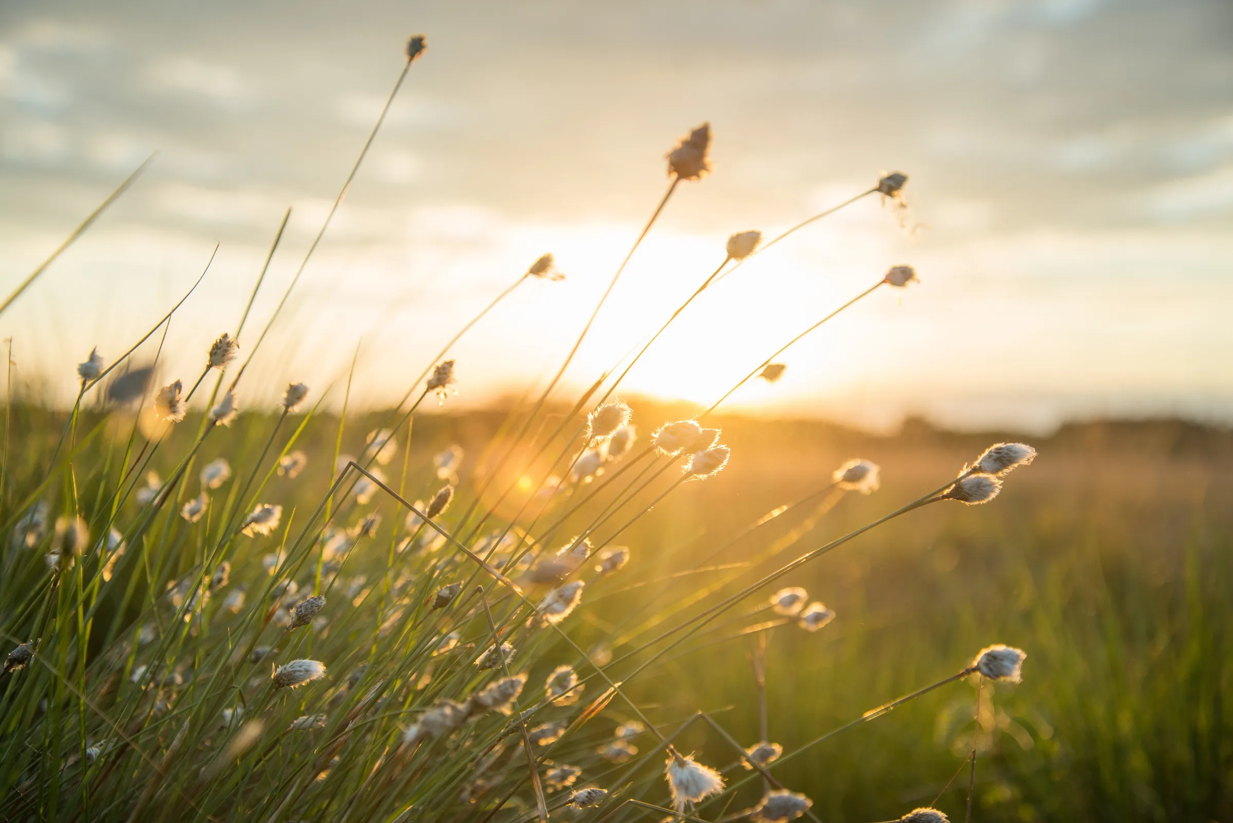 Wollgras auf einer Wiese im warmen Abendlicht